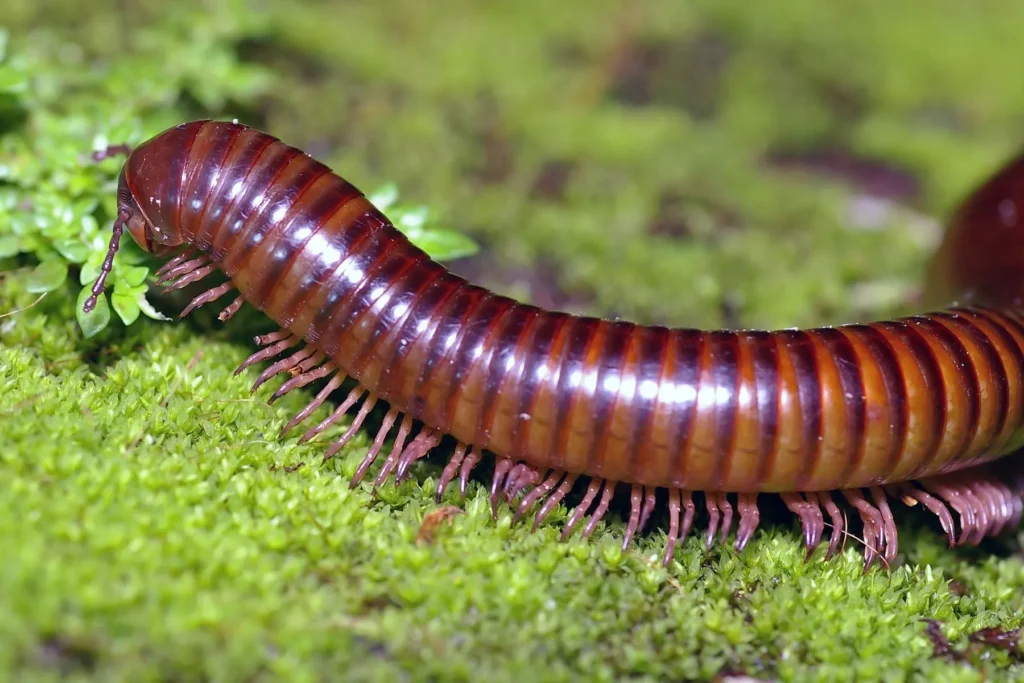 1800x1200 getty rf millipede bigbead 1