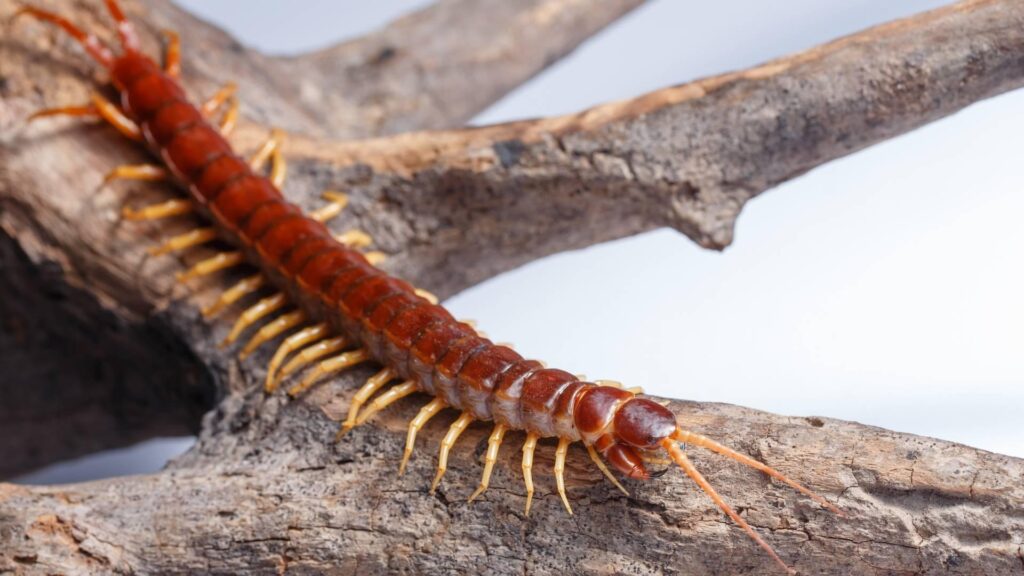 get rid of centipedes