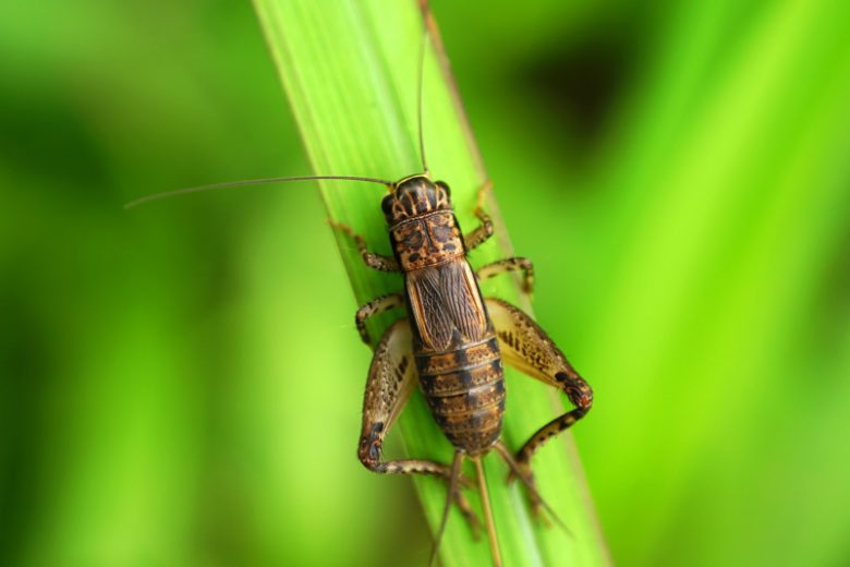 crickets 780x520