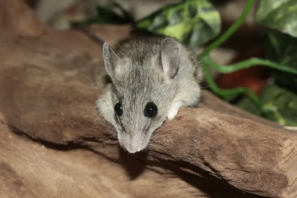 diy mice removal 1