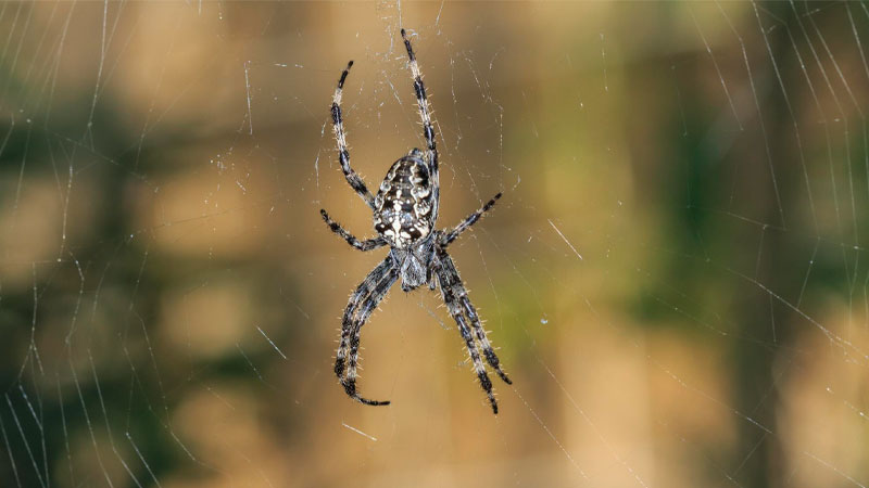 spider blog sdc services lebanon img75