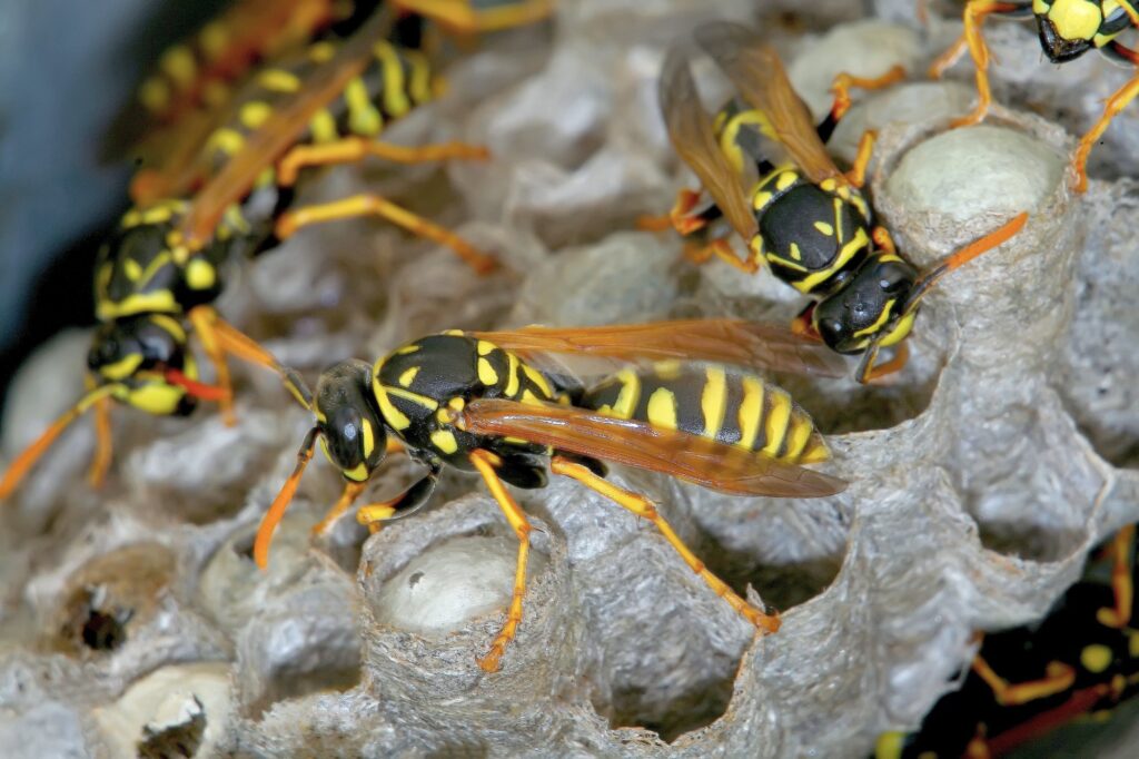 wasp nest